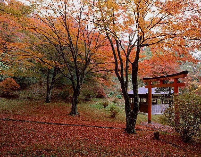 榛原 鳥見山公園 紅葉 魅せられて大和路