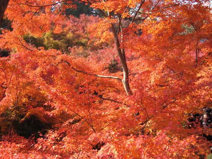 紅葉の京都３　東福寺_c0119649_0302965.jpg