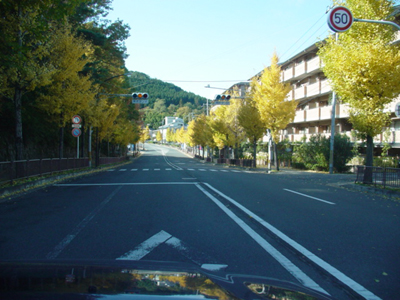 また、今年も街路樹が切られた！_a0057559_20211062.jpg