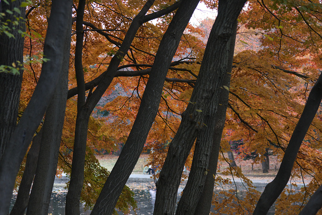 せせらぎ公園（１１月２８日）_c0057265_19583812.jpg