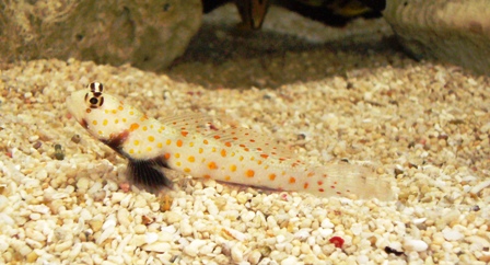 共生ハゼ リミックスナゴヤドーム前店海水魚コーナー 共生ハゼ リミックスナゴヤドーム前店海水魚コーナー