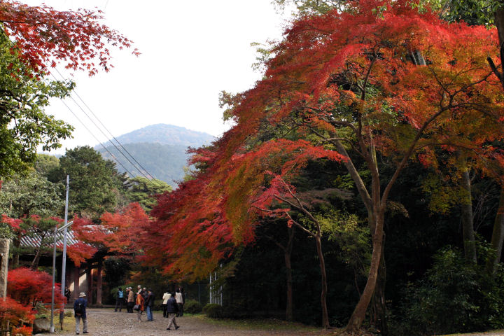 醍醐寺・彩り_d0079373_084486.jpg