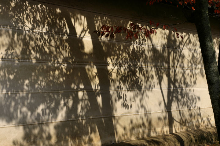 醍醐寺・桜_d0079373_2257050.jpg