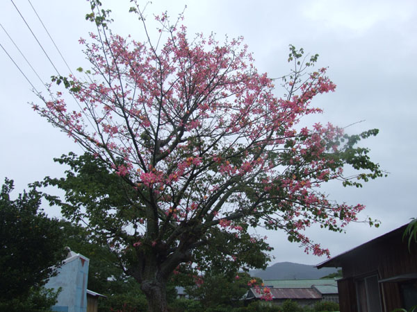 トックリキワタ_e0028387_0304943.jpg