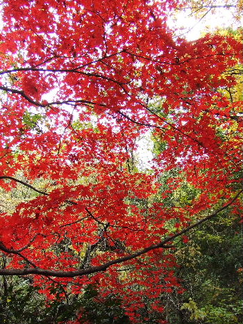 四国遍路 61番札所 栴檀山香園寺 奥の院 _b0110492_20441526.jpg