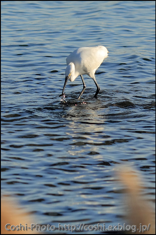 葛西臨海公園でピクニック_a0110096_14485860.jpg