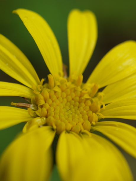 ツワブキの花が満開♪_e0089001_2064024.jpg