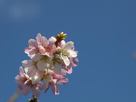 晩秋の空に映える桜_a0041508_18302569.jpg