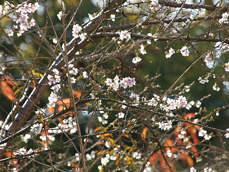 晩秋の空に映える桜_a0041508_18304957.jpg