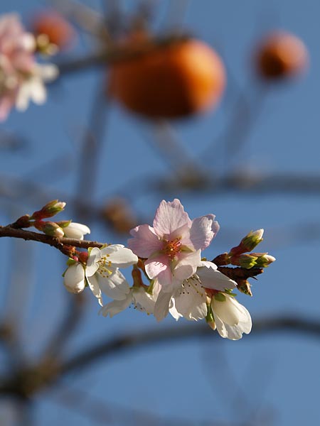 晩秋の空に映える桜_a0041508_1830890.jpg