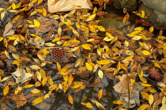 c0045129_14521723.jpg