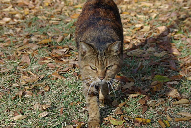 ジャック・スパロウ・キャット_d0032931_23435815.jpg