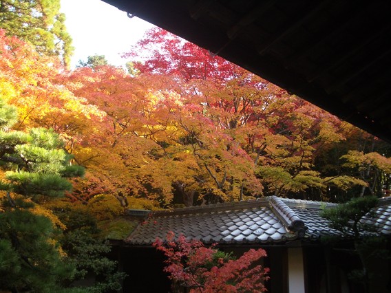 大徳寺／高桐院_a0051234_2210632.jpg