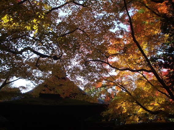 大徳寺／高桐院_a0051234_2293357.jpg