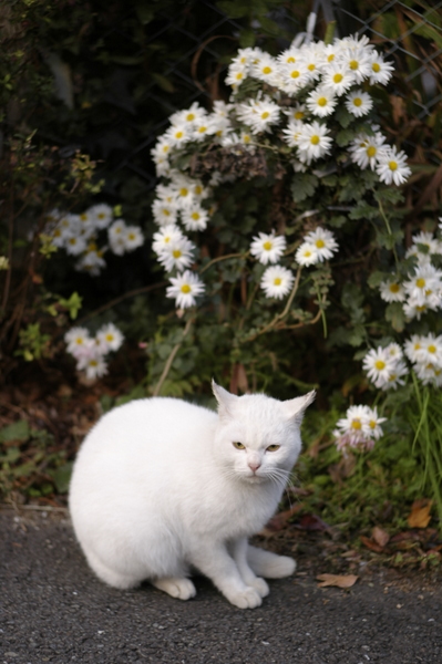 「まじまじ」と「まんじり」（１）_f0073935_7204180.jpg