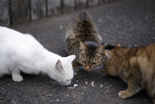 「まじまじ」と「まんじり」（１）_f0073935_7205456.jpg