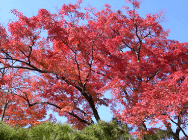 c0080038_12283269.gif