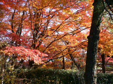 c0080038_13102130.gif