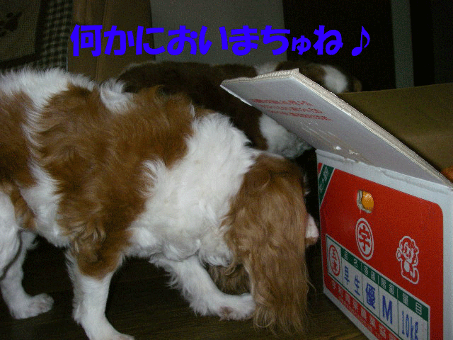 c0136838_2036467.gif