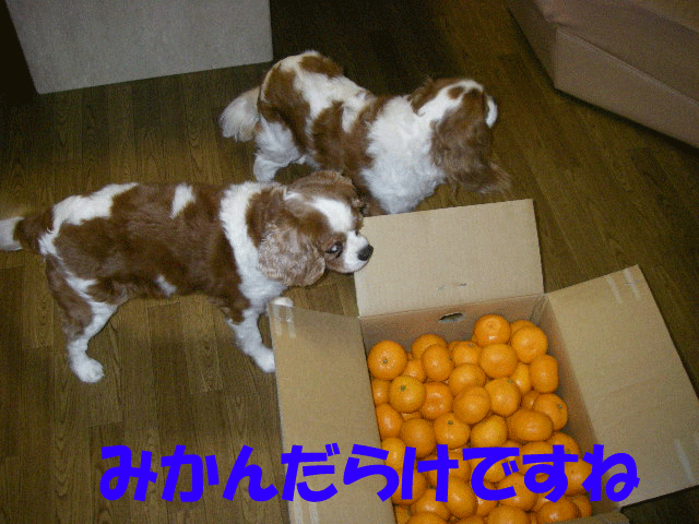 c0136838_20395771.gif