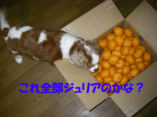 c0136838_20424827.gif