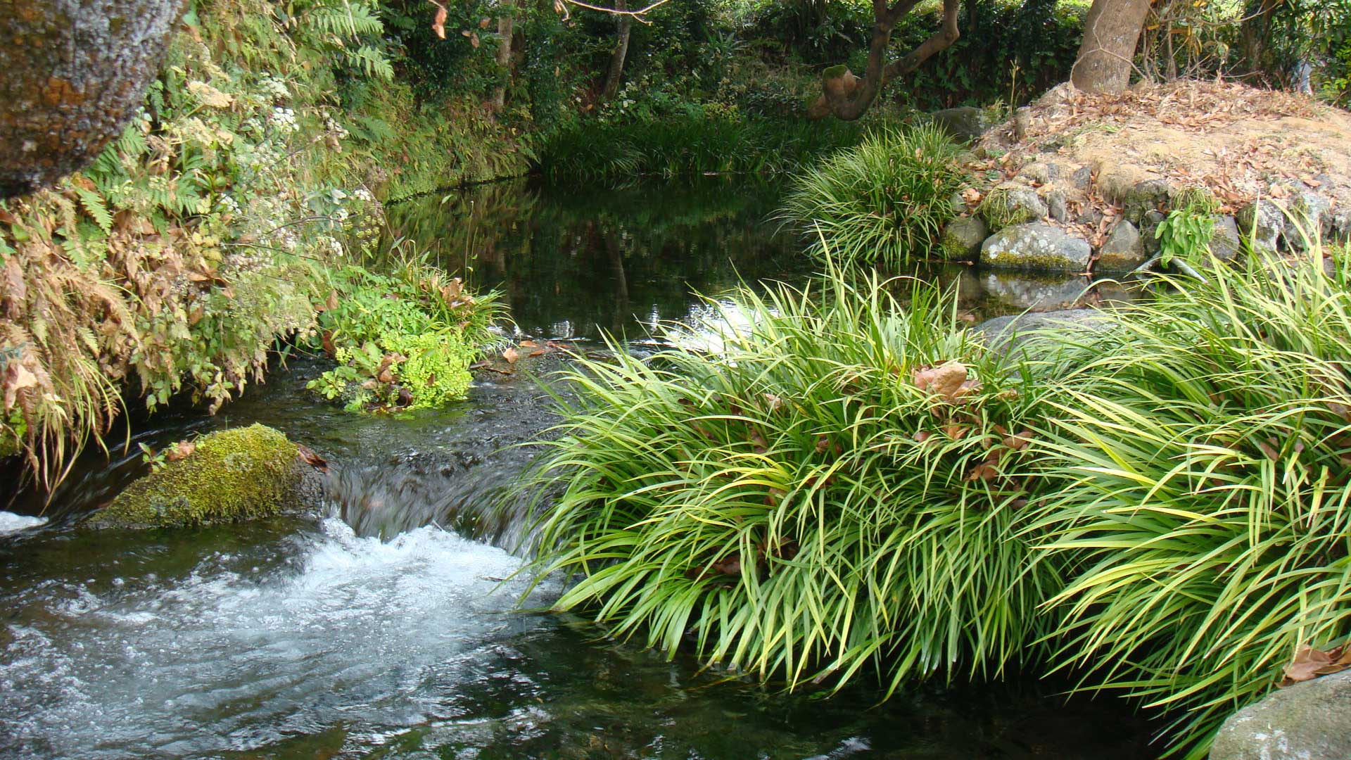 南阿蘇水源 池の川水源 阿蘇白水 地鶏の店 六花亭