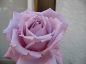 e0110940_10332637.jpg