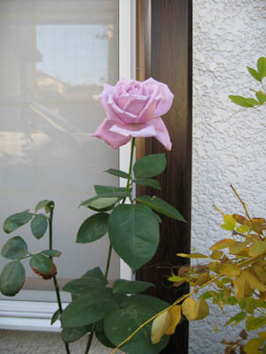 e0110940_9421775.jpg