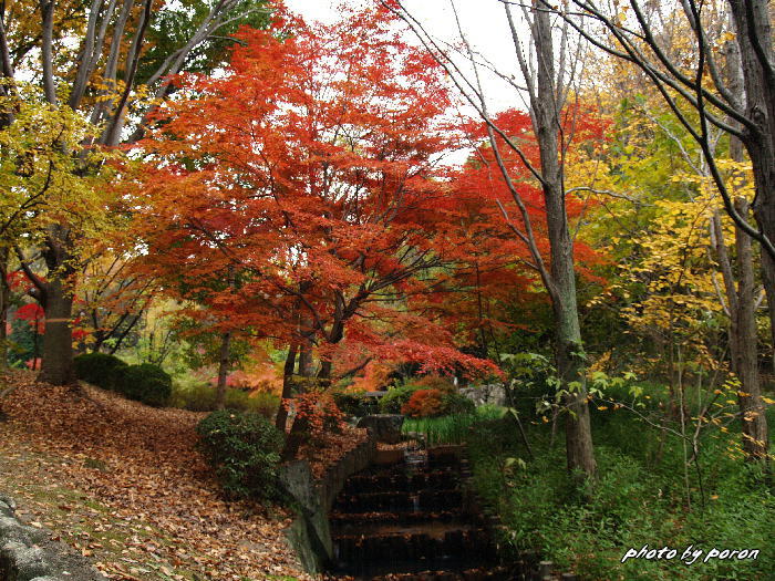 山田池公園も紅葉・黄葉が進んできました。_c0137342_9383949.jpg