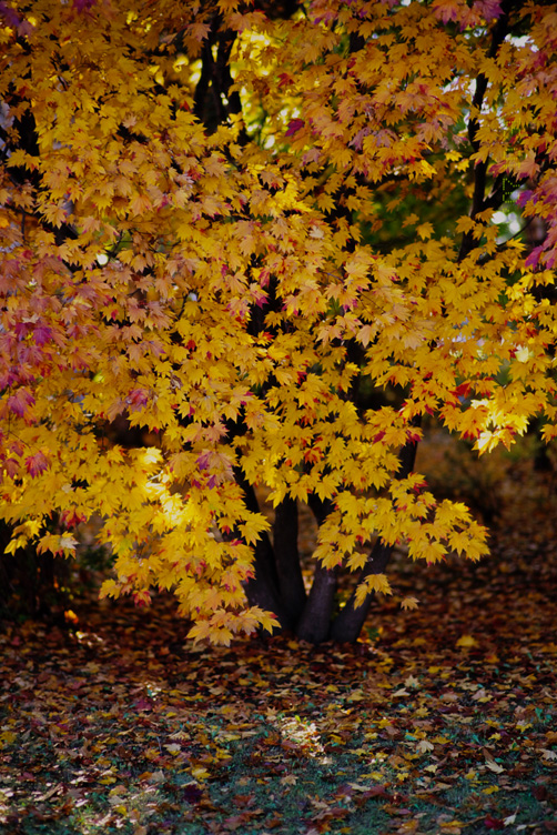 yellow leaves_d0074844_23182243.jpg