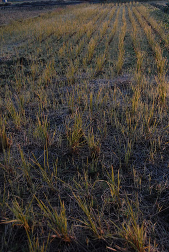 c0093046_6572545.jpg