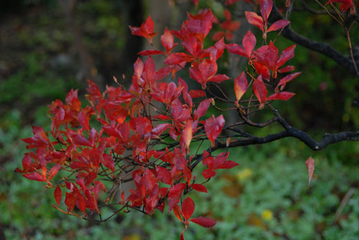 c0093046_6574212.jpg