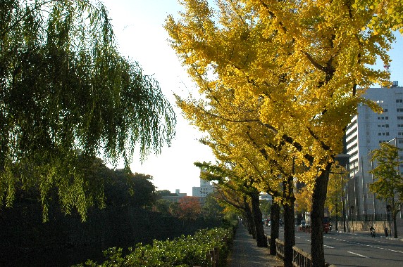 紅葉・黄葉_b0093754_23595574.jpg