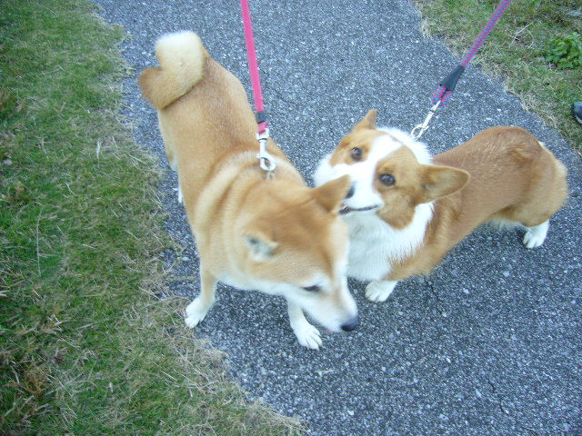 2007年11月29日(木)寒い日には・・・_f0060461_1528267.jpg