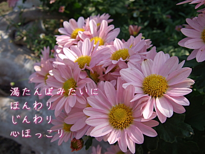 菊_c0095663_93554100.jpg