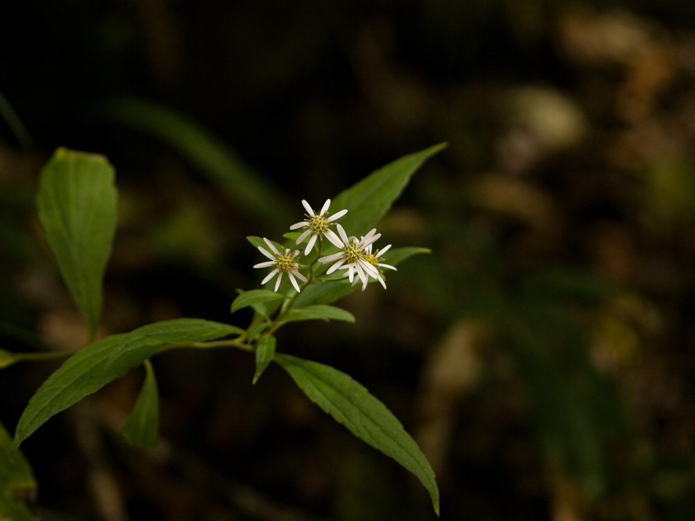 e0015567_17302915.jpg