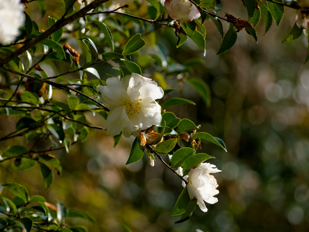 e0015567_17414311.jpg