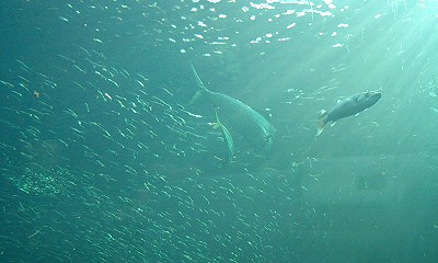 c0025471_1657471.jpg