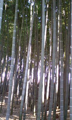 c0025471_1711510.jpg