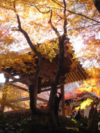 page t-66   　　　京都、うさぎ目_a0028990_2395068.jpg