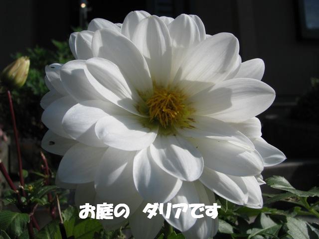 d0081210_13335020.jpg