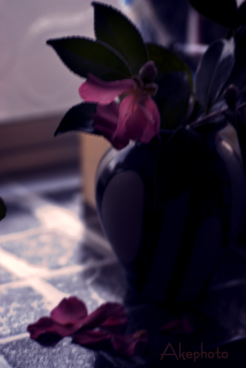 鏡の中の私_e0127416_2159787.jpg