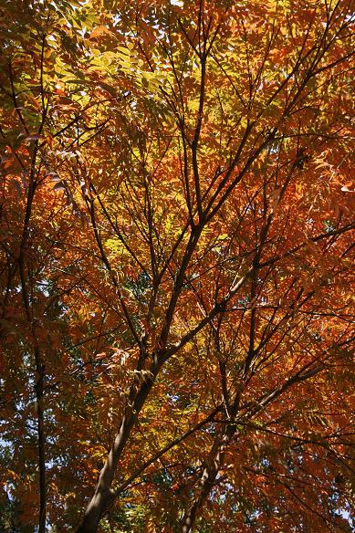 色あざやかな秋に酔わされるか、耐えれるか？～紅葉を撮る～_f0090218_250634.jpg