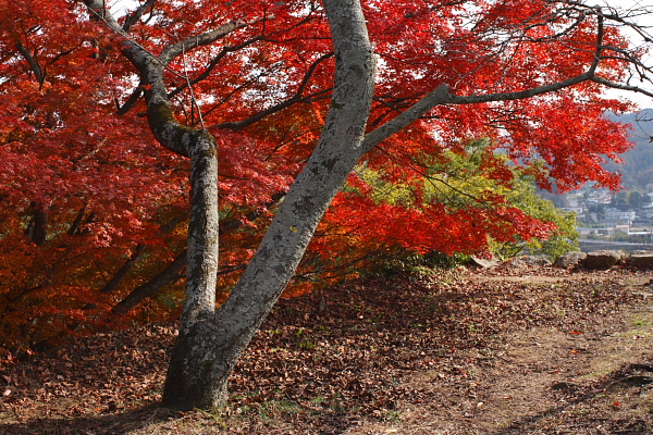 鶴山公園　☆　Ⅳ_d0120622_18365377.jpg