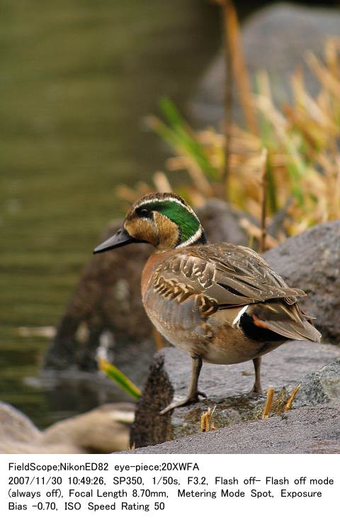 2007.11.30 じゅん菜池緑地/手賀の丘公園_c0062451_20244387.jpg