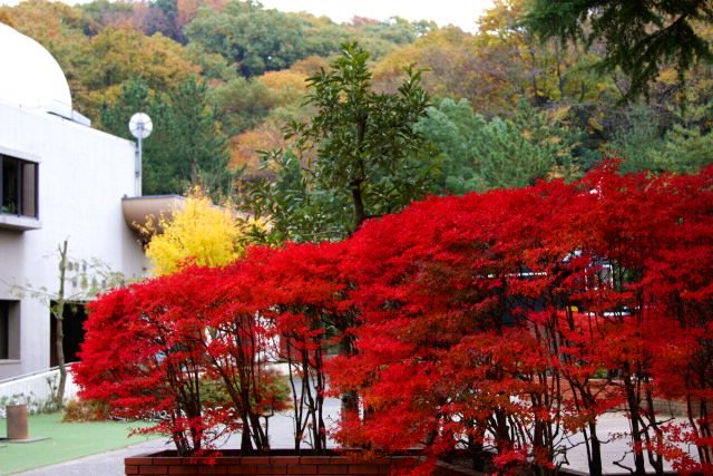 日本民家園の紅葉_f0044056_1235252.jpg