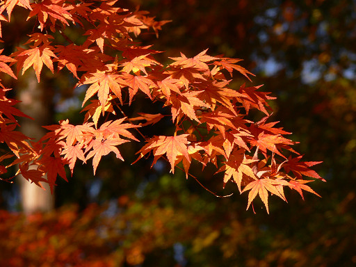 秋＿弘川寺_f0032758_21502329.jpg