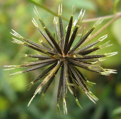 コセンダングサ(小栴檀草)・・・要注意外来生物_c0085874_18123337.jpg