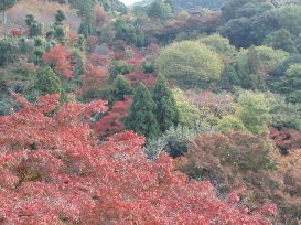 清水寺♪_b0092475_20462957.jpg