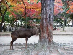 鹿と紅葉_d0116294_2125524.jpg